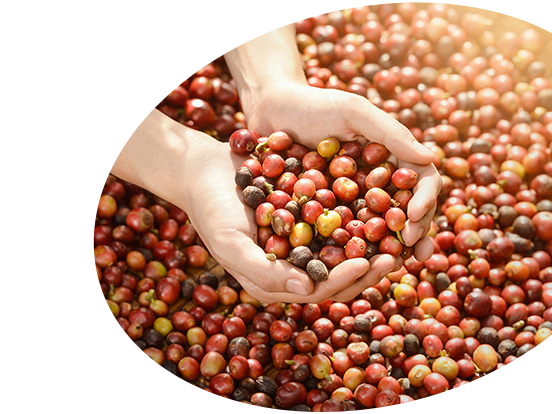 Authenticity from the value of quality coffee beans