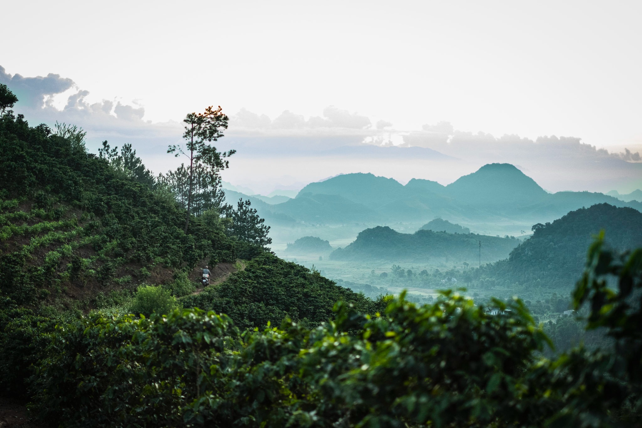 Vùng nguyên liệu cà phê của Minh Anh Coffee
