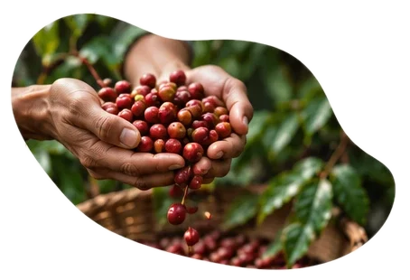 Đôi tay nâng những quả cà phê chín mọng